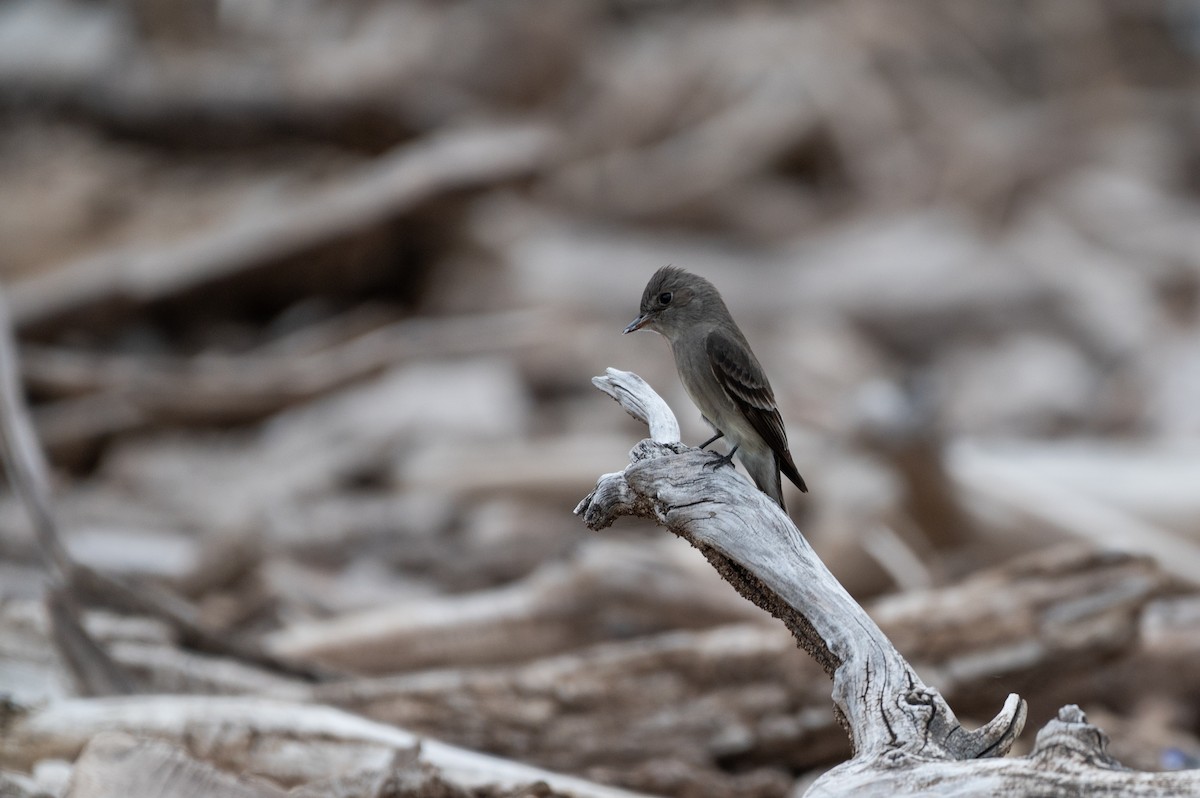 Western Wood-Pewee - Isaac Boardman