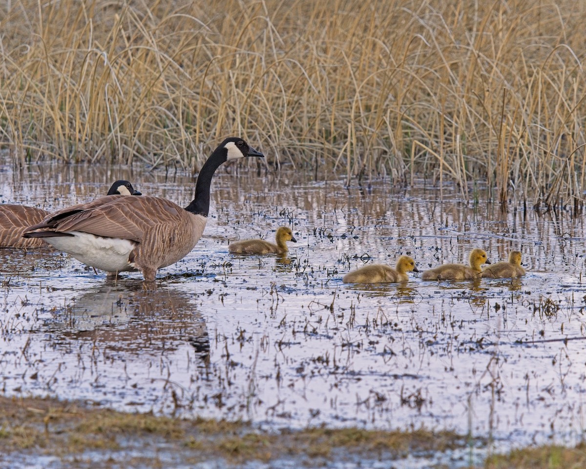 Canada Goose - Frank Letniowski