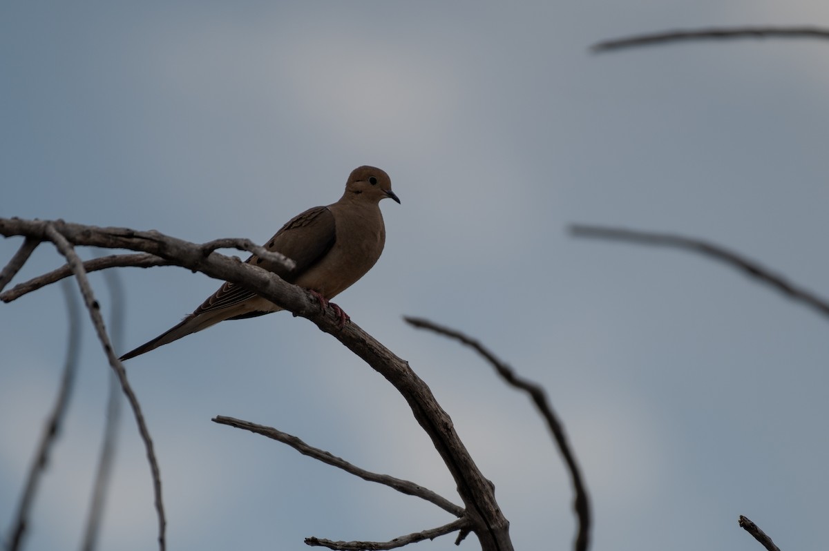 Mourning Dove - Isaac Boardman