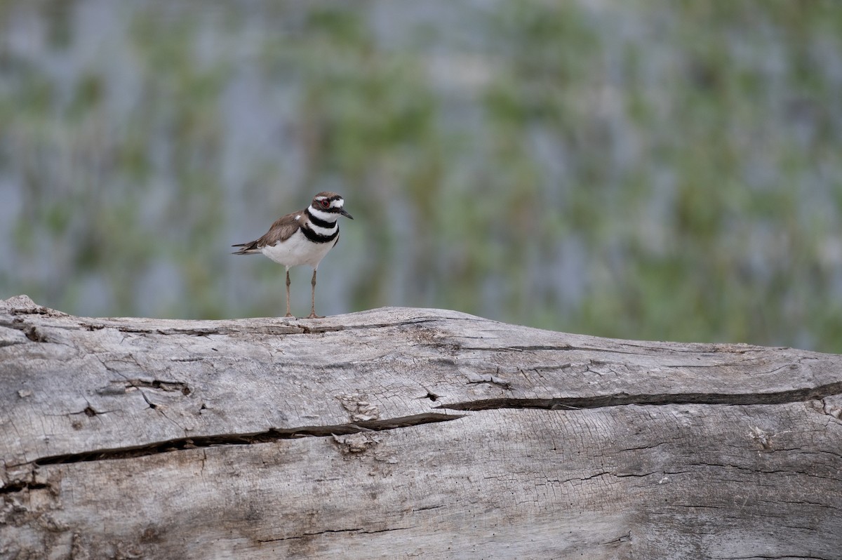 Killdeer - Isaac Boardman