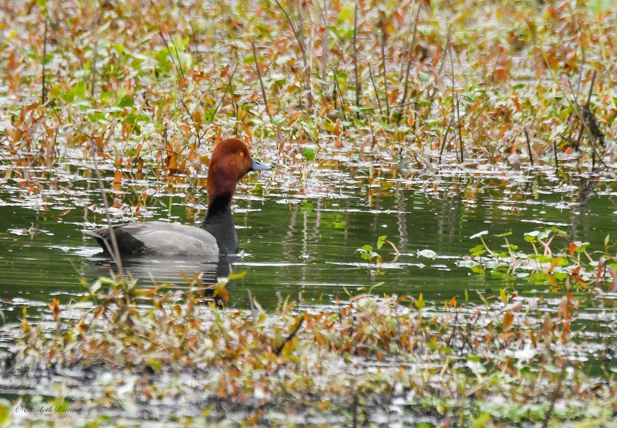 Redhead - Libby Burtner