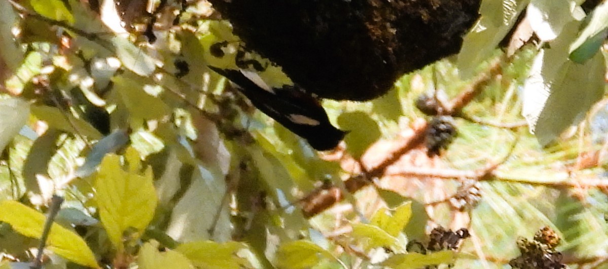 Slate-throated Redstart - Guadalupe Esquivel Uribe