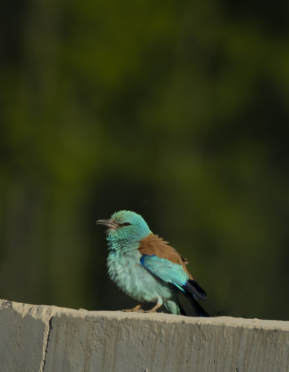 European Roller - Waseem Bhat