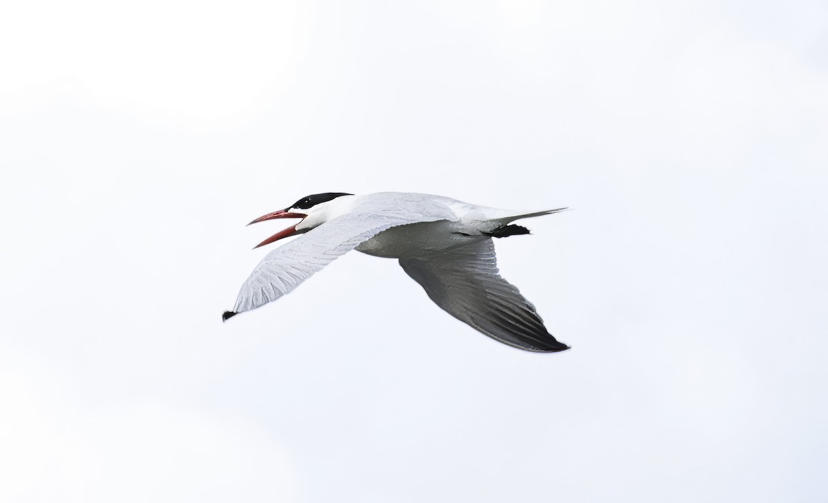 Caspian Tern - David Harrington