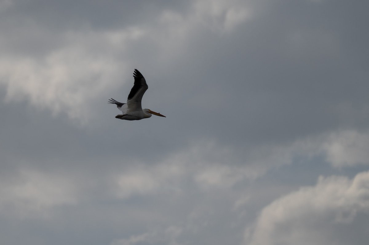 American White Pelican - Isaac Boardman