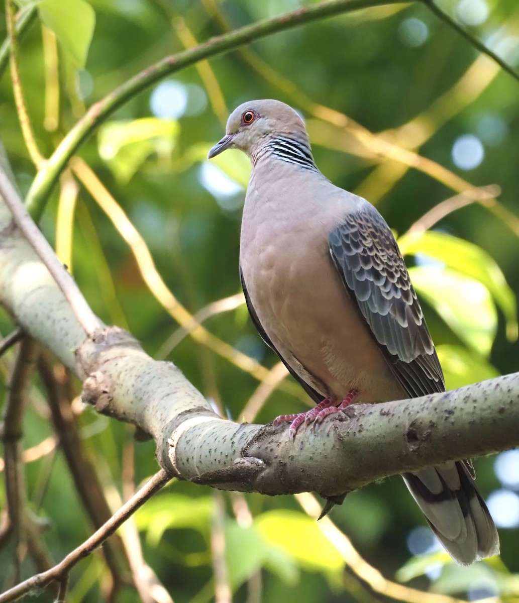 Oriental Turtle-Dove - Konstantin Akmarov