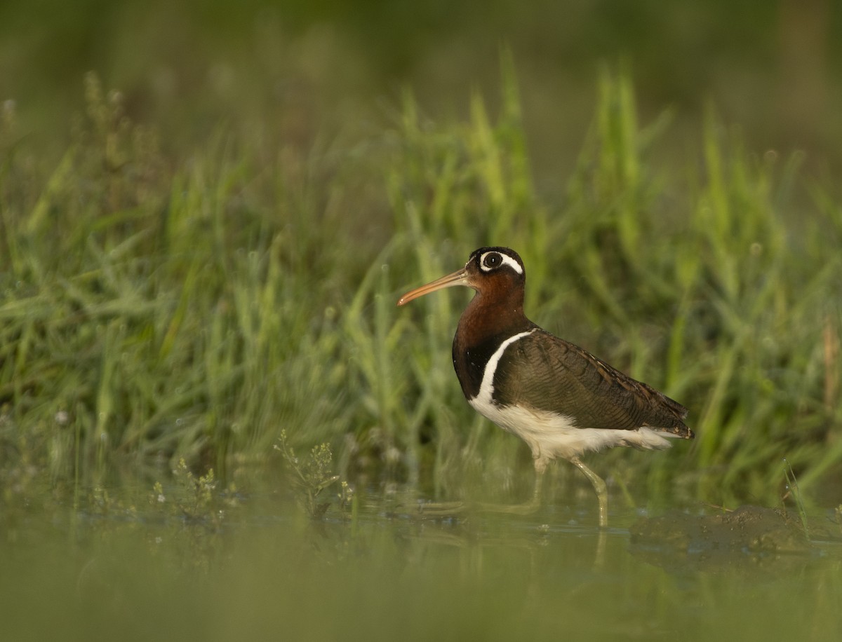 Greater Painted-Snipe - Waseem Bhat