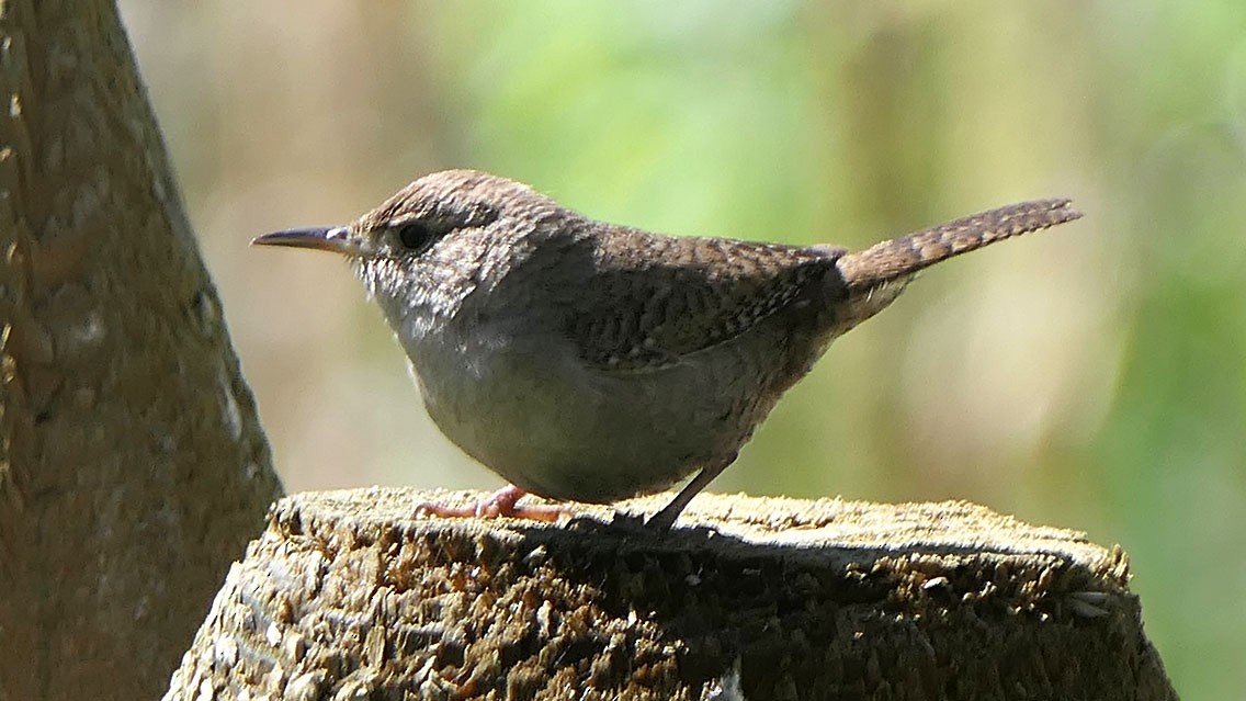 House Wren - Daniel Bastaja