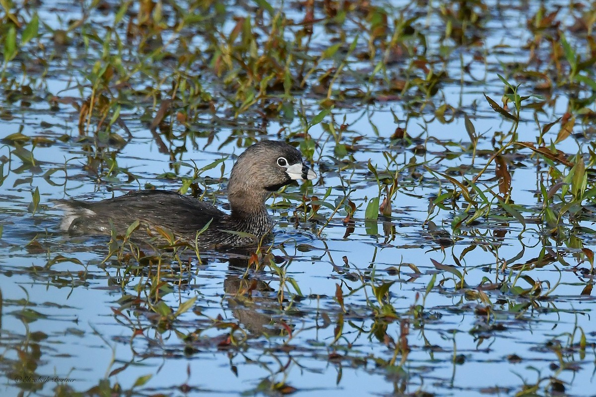 Pied-billed Grebe - ML619516469