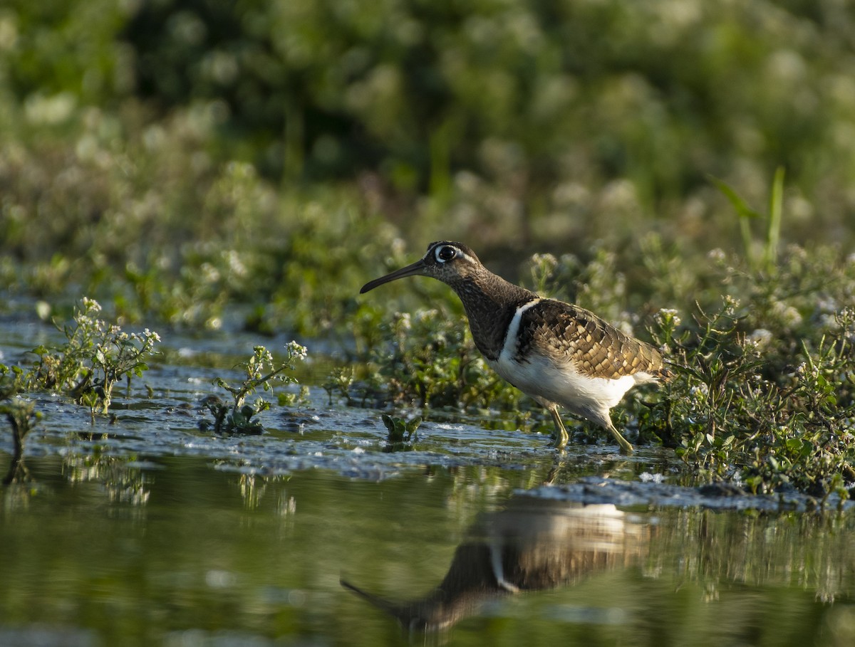 Greater Painted-Snipe - Waseem Bhat