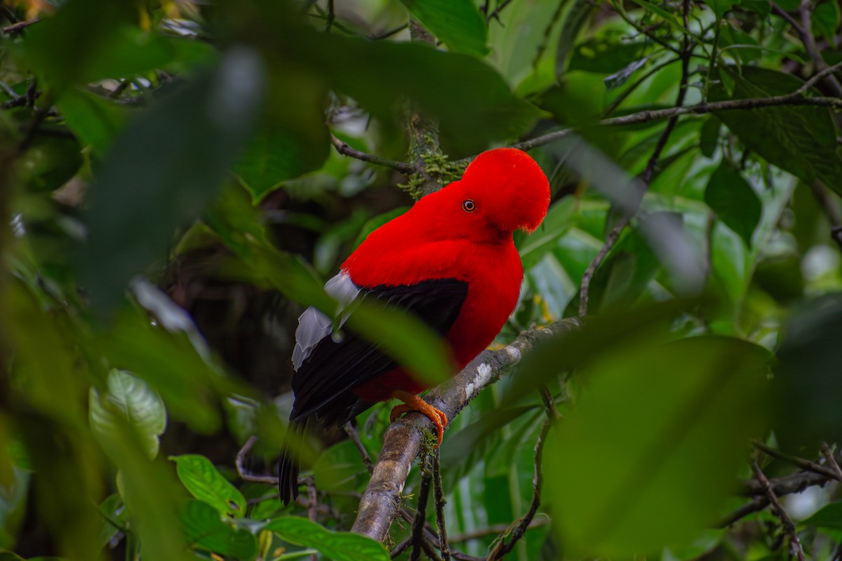 Andean Cock-of-the-rock - Oscar Lopez