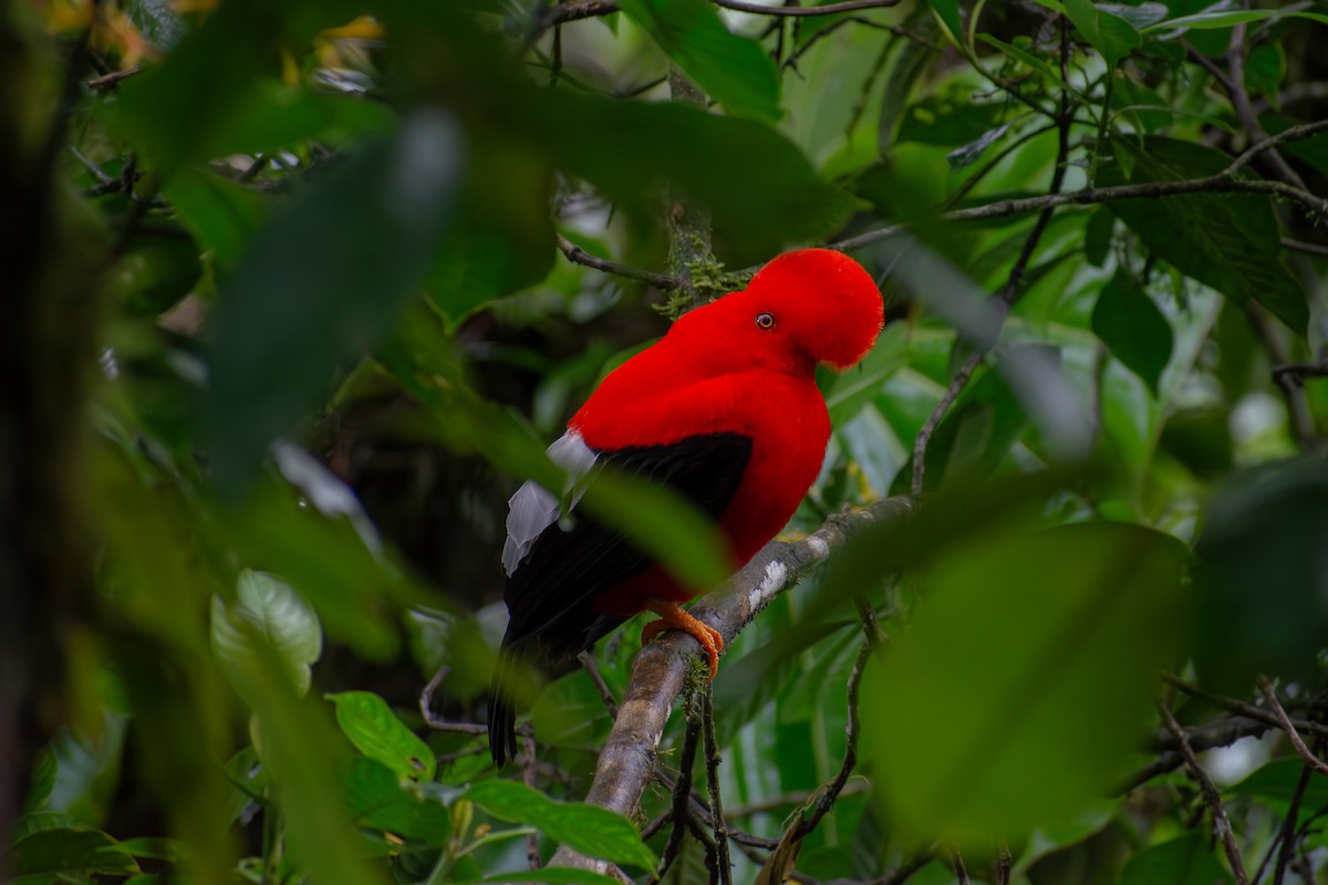 Andean Cock-of-the-rock - Oscar Lopez