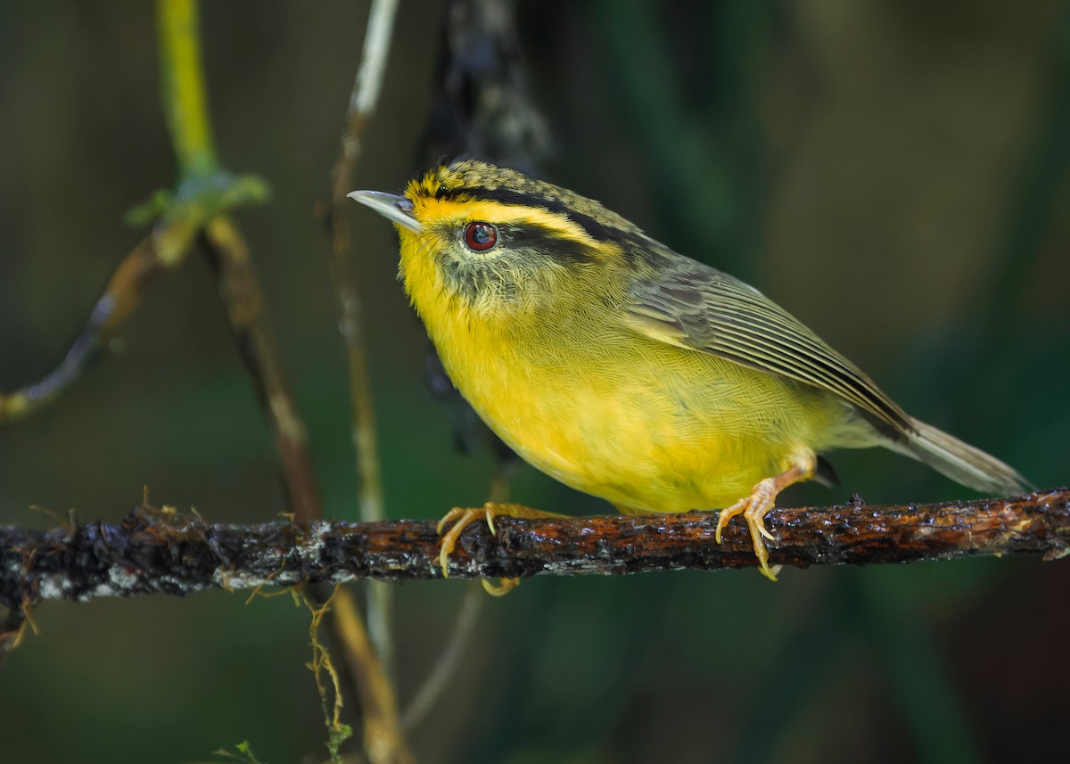 Yellow-throated Fulvetta - Ayuwat Jearwattanakanok