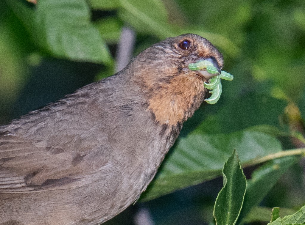 California Towhee - Colin McGregor