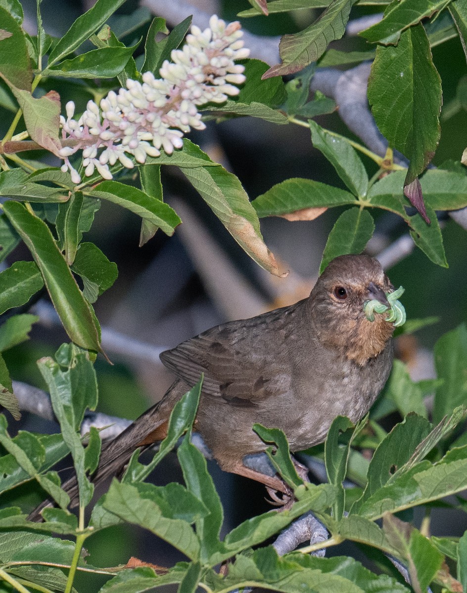 California Towhee - Colin McGregor