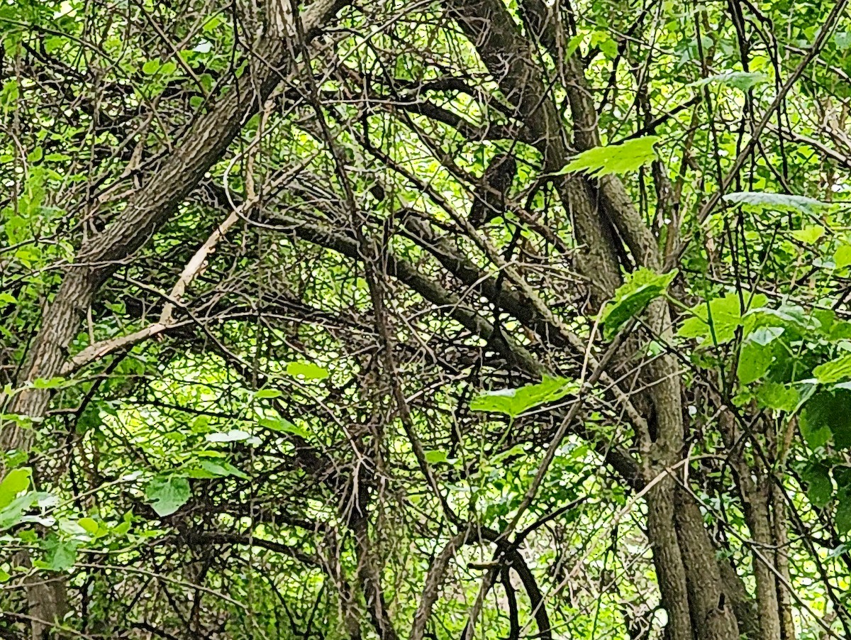 Barred Owl - Gary Zenitsky