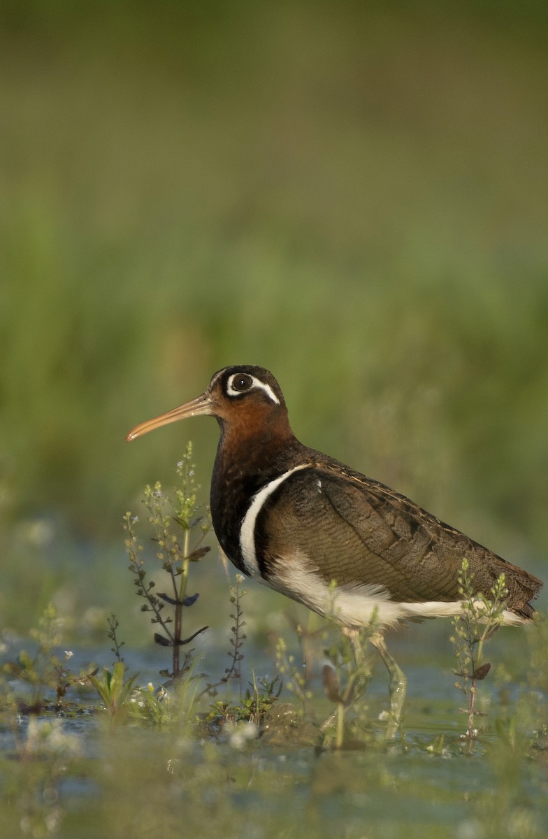 Greater Painted-Snipe - Waseem Bhat