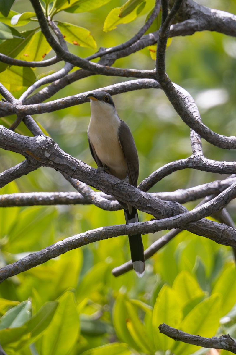 Mangrove Cuckoo - Mason Flint