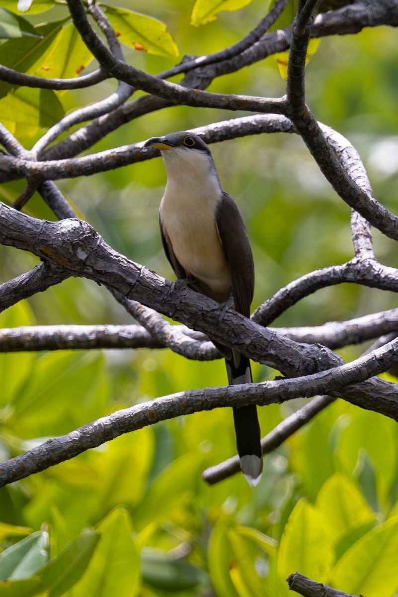 Mangrove Cuckoo - Mason Flint