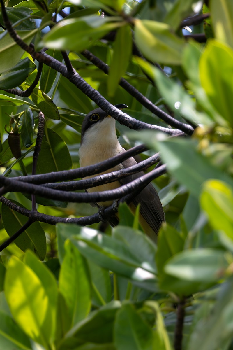 Mangrove Cuckoo - Mason Flint