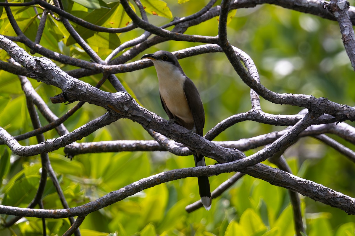 Mangrove Cuckoo - Mason Flint