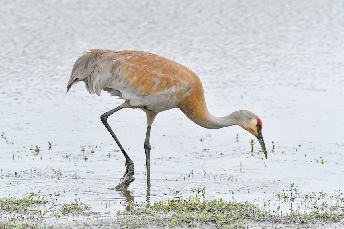 Sandhill Crane - Libby Burtner