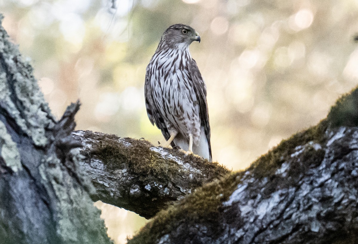 Cooper's Hawk - Colin McGregor