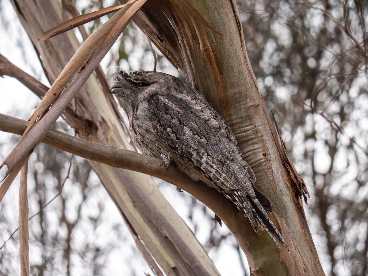 Tawny Frogmouth - Elke Link