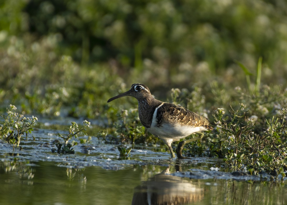 Greater Painted-Snipe - Waseem Bhat