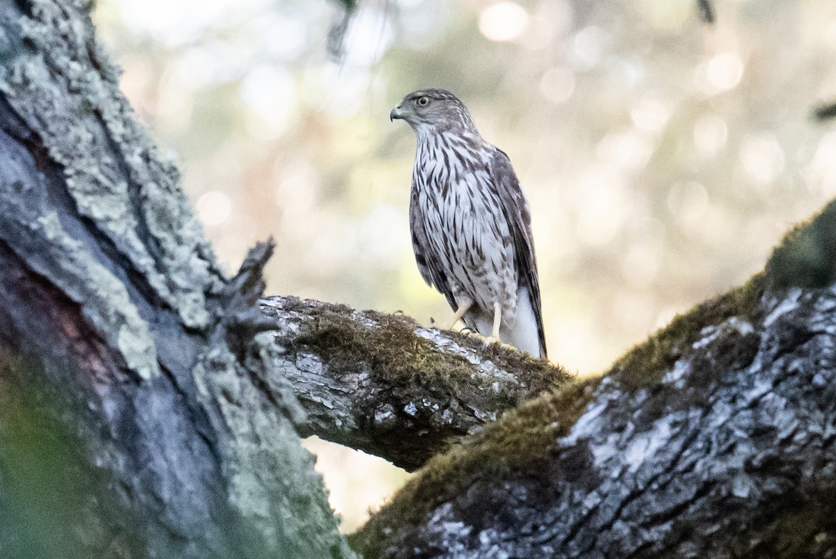 Cooper's Hawk - Colin McGregor