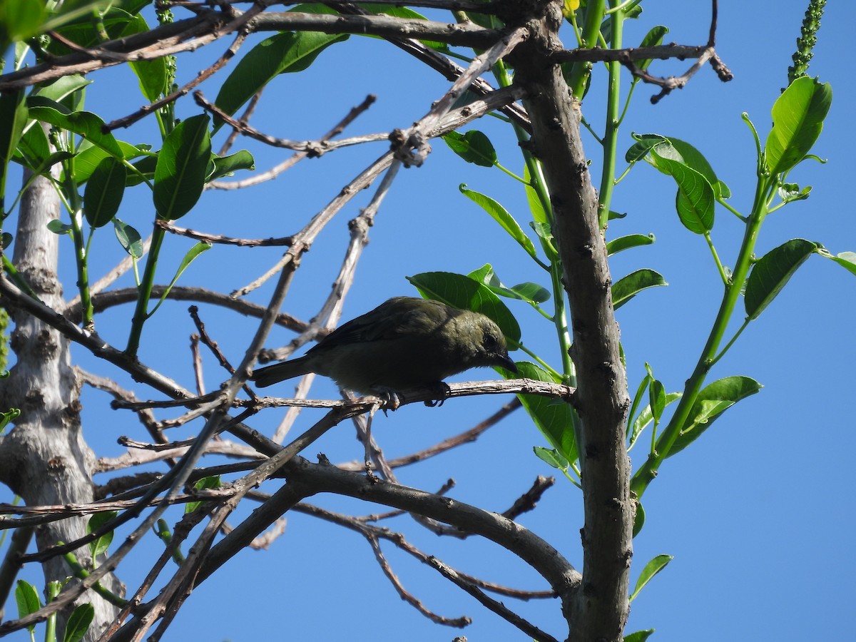 Palm Tanager - Daniela Ruz