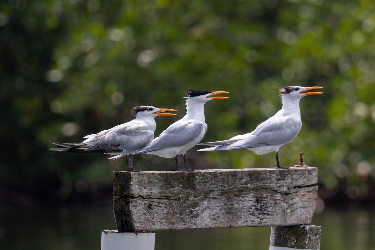 Royal Tern - Mason Flint