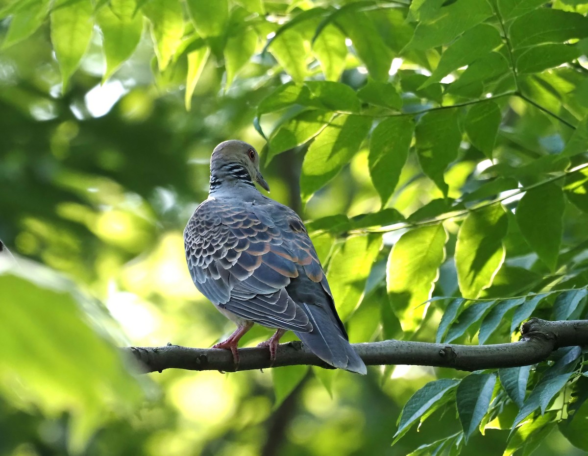 Oriental Turtle-Dove - Konstantin Akmarov