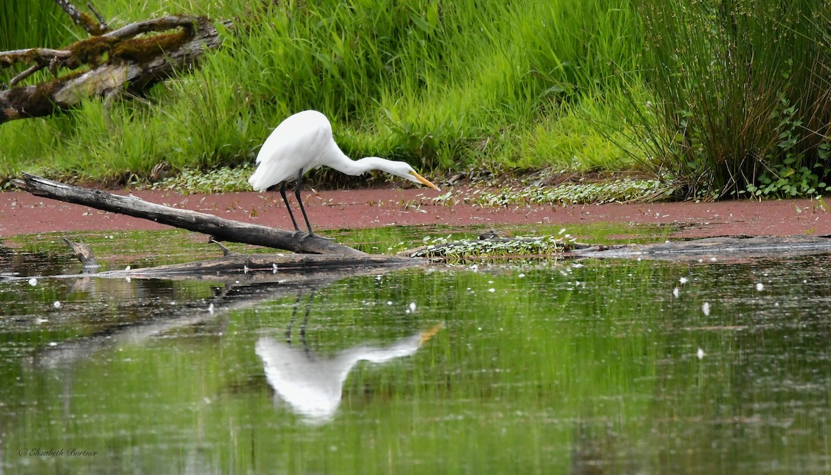 Great Egret - Libby Burtner