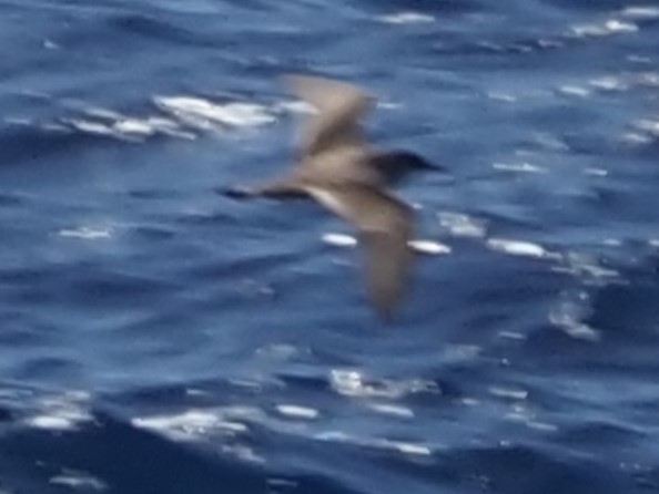 Cape Verde Shearwater - ML619516512