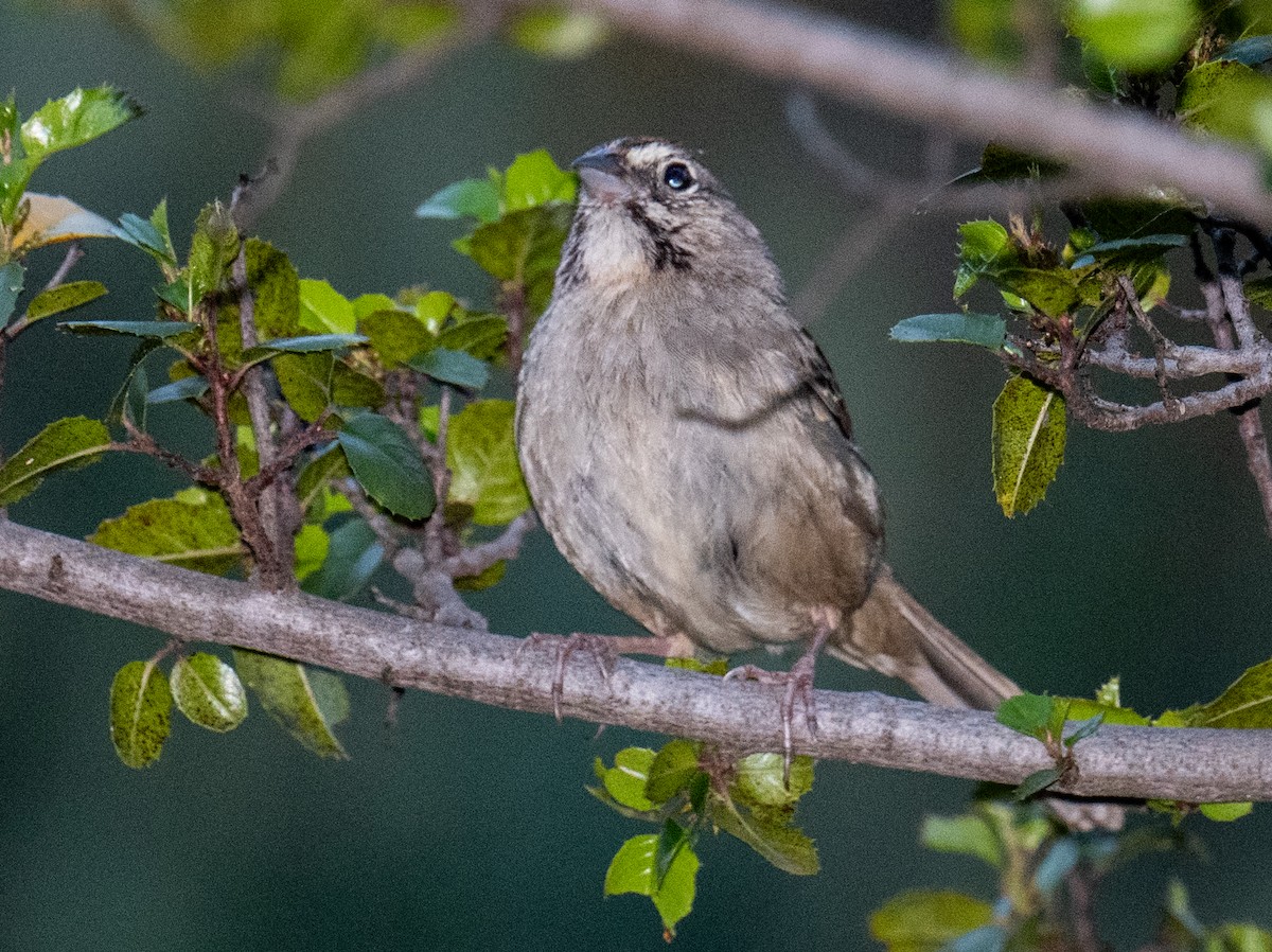 Rufous-crowned Sparrow - Colin McGregor