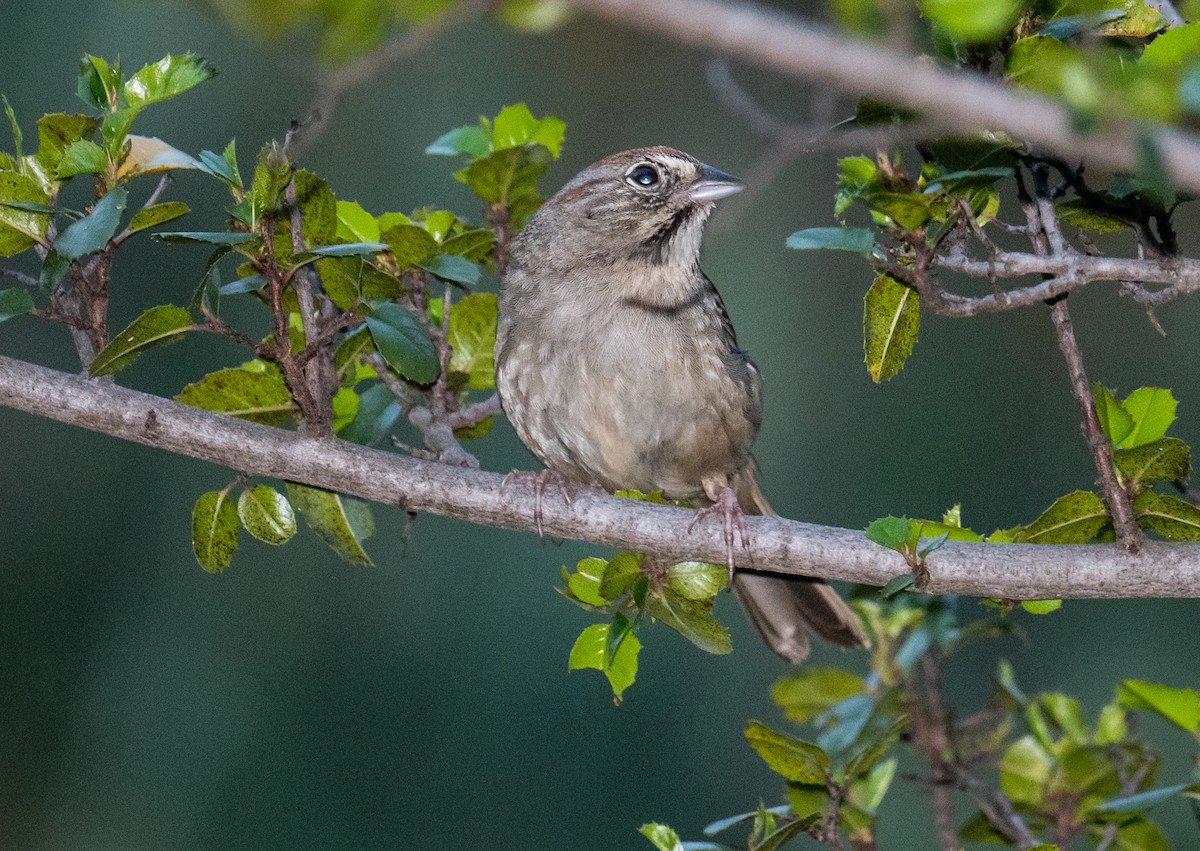 Rufous-crowned Sparrow - Colin McGregor