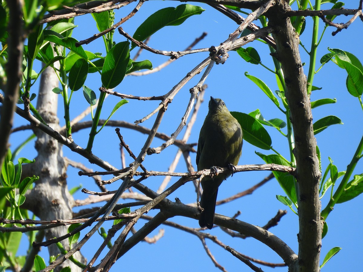 Palm Tanager - Daniela Ruz