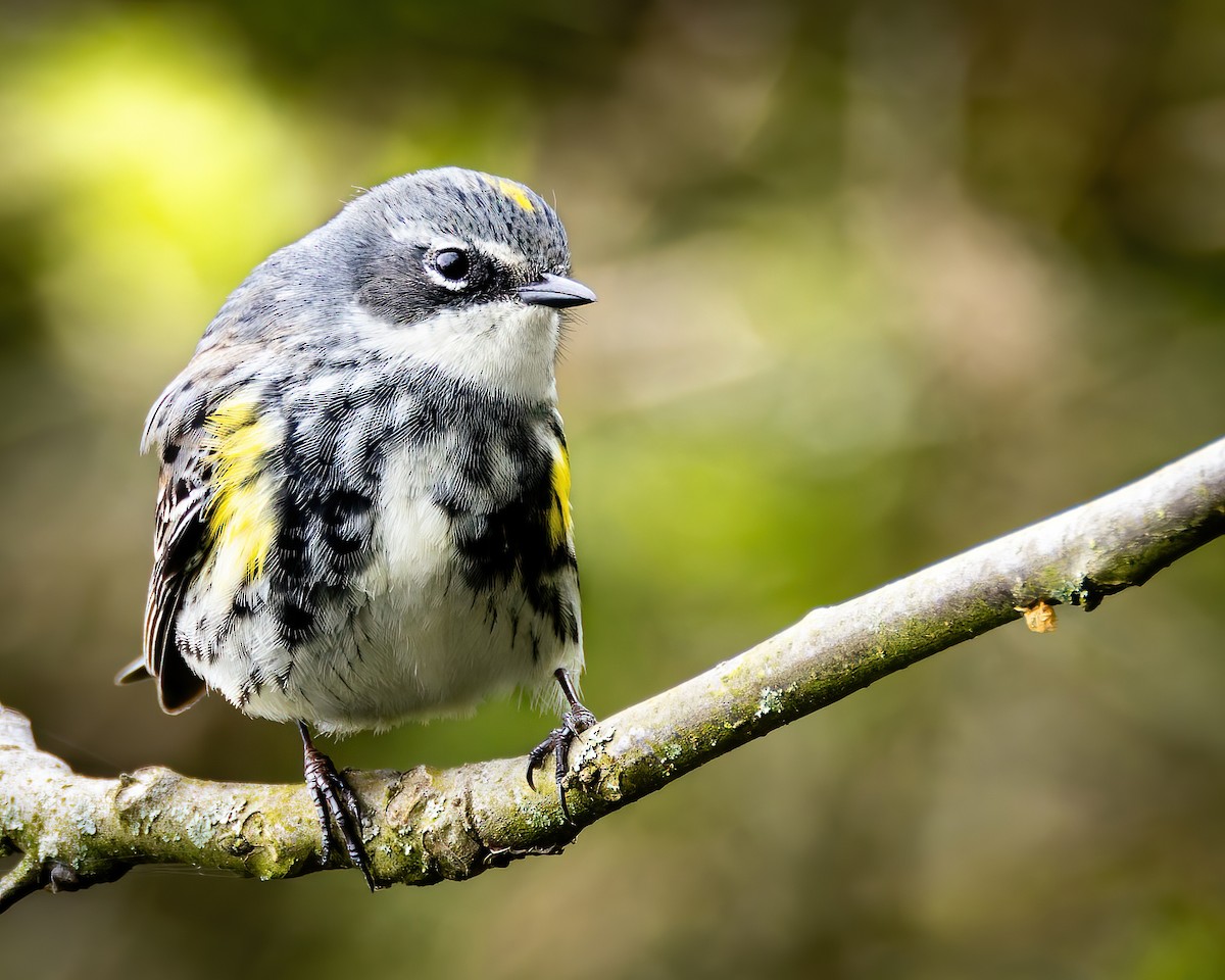 Yellow-rumped Warbler (Myrtle) - Mark Sawyer