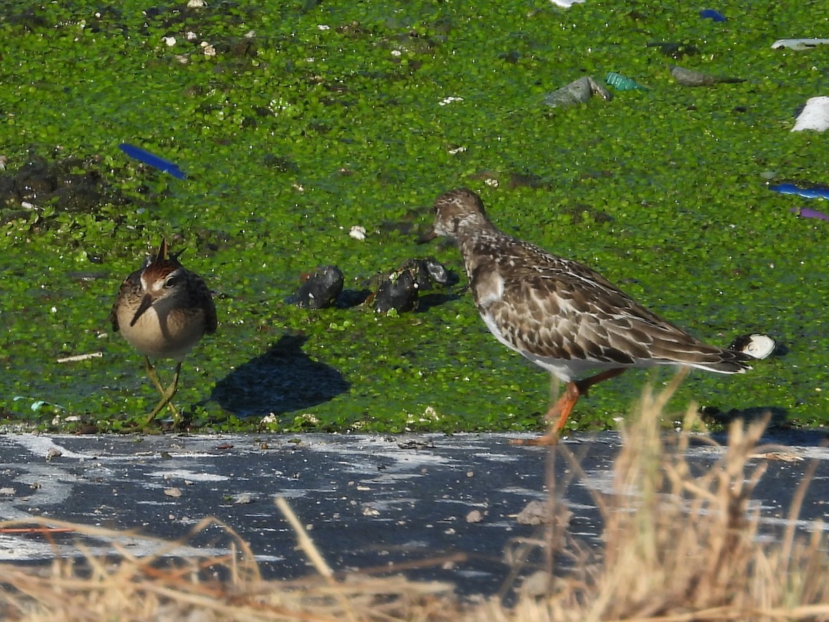 Ruddy Turnstone - ML619516524