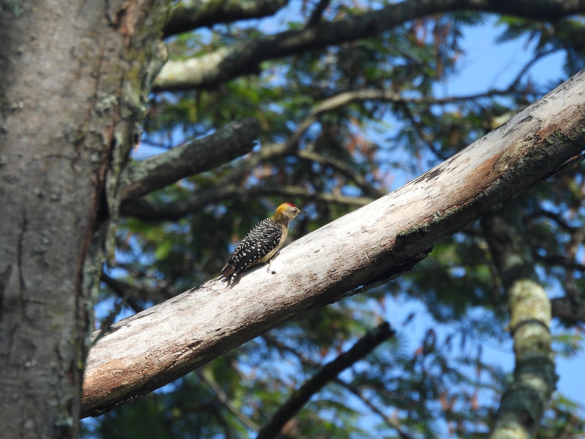 Hoffmann's Woodpecker - Daniela Ruz