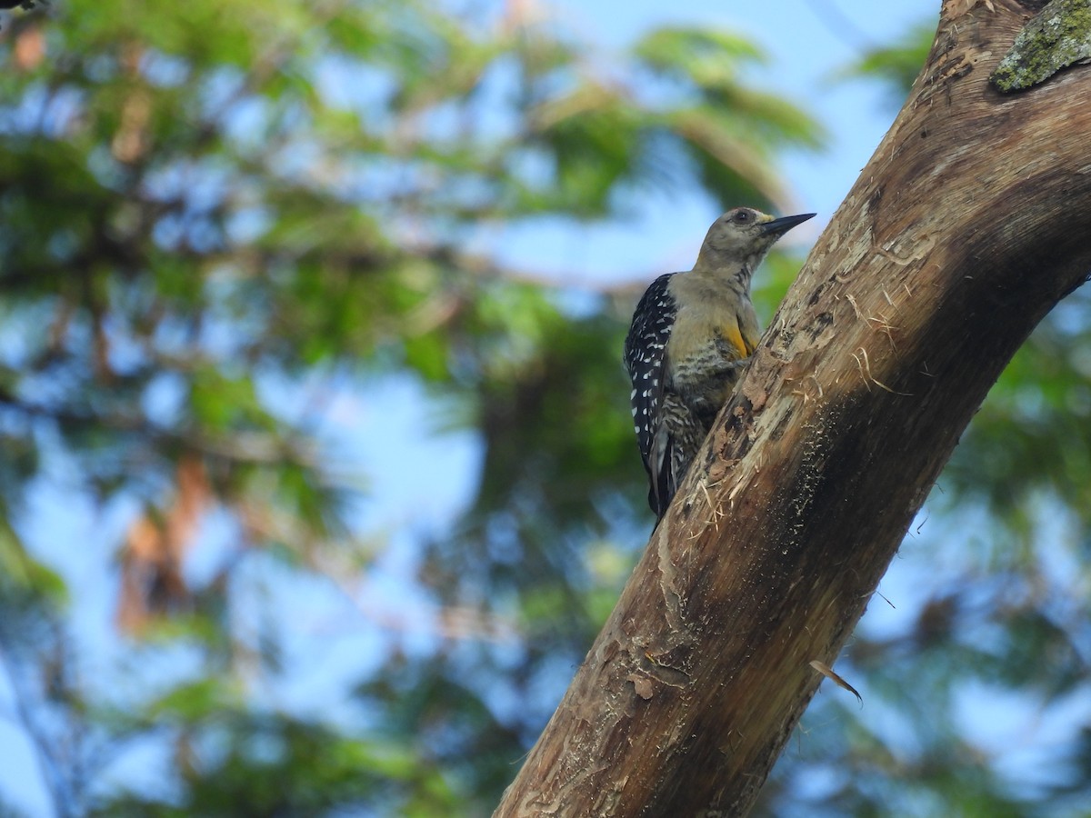 Hoffmann's Woodpecker - Daniela Ruz