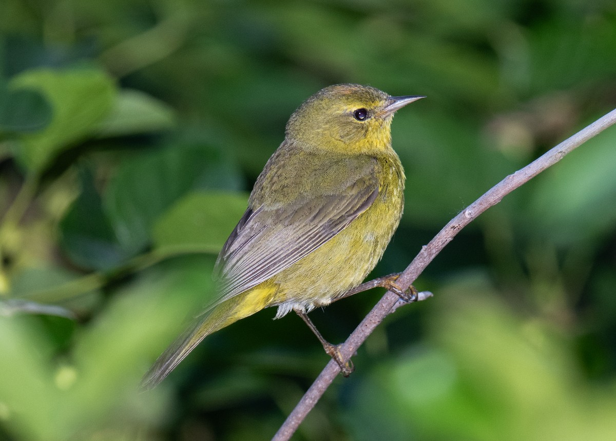 Orange-crowned Warbler - Colin McGregor