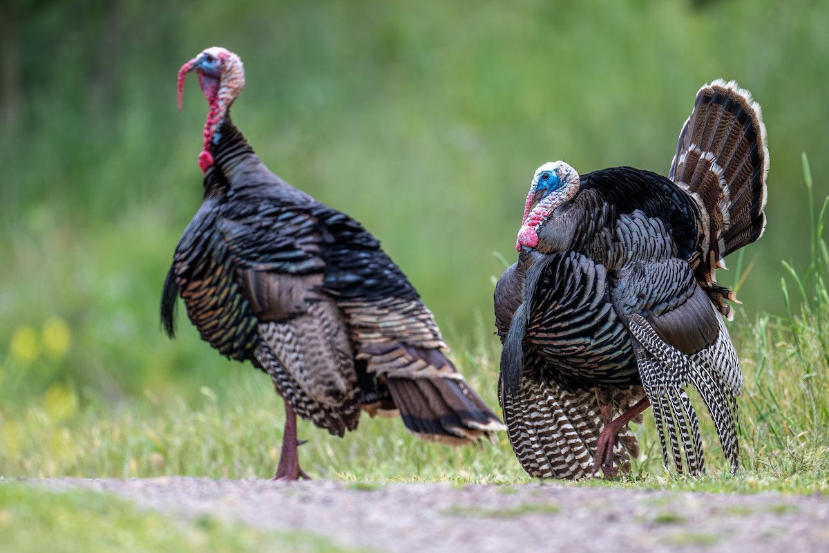 Wild Turkey - Xiang Gao