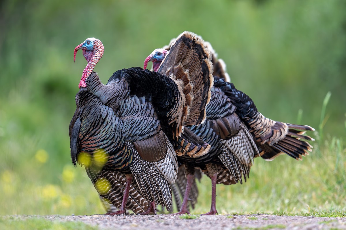 Wild Turkey - Xiang Gao