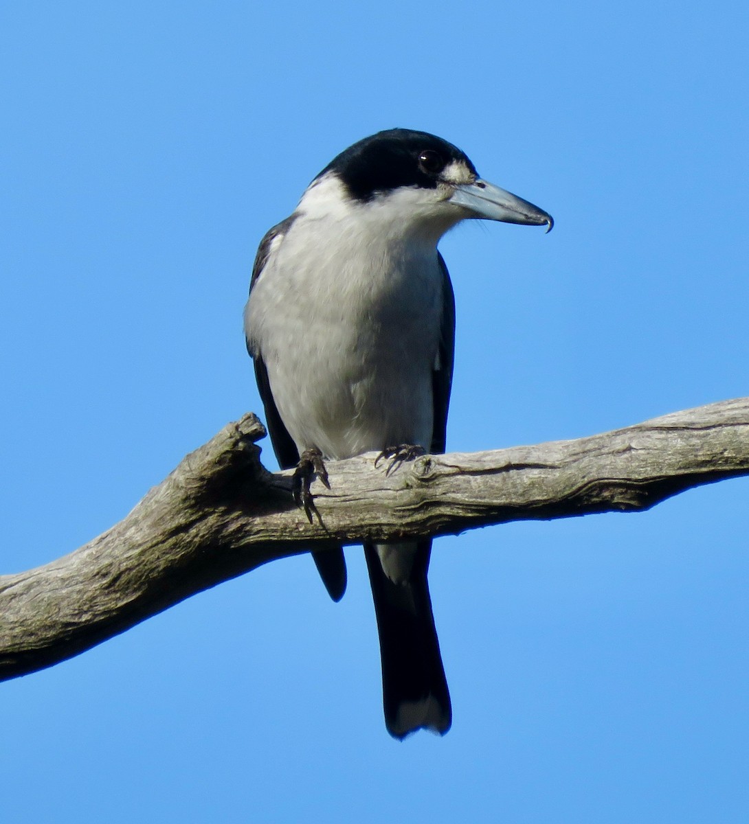 Gray Butcherbird - Tony Willis