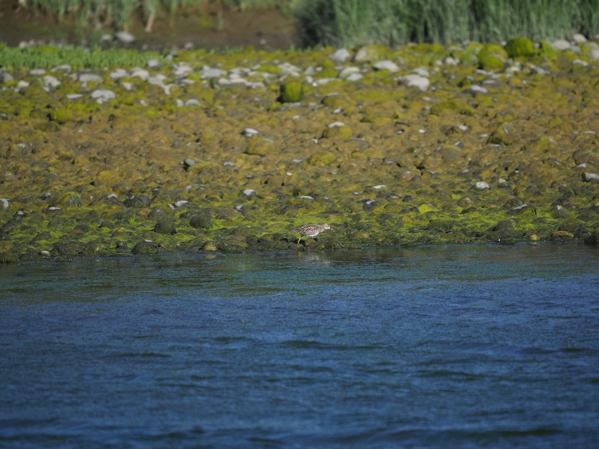 Pectoral Sandpiper - ML619516550