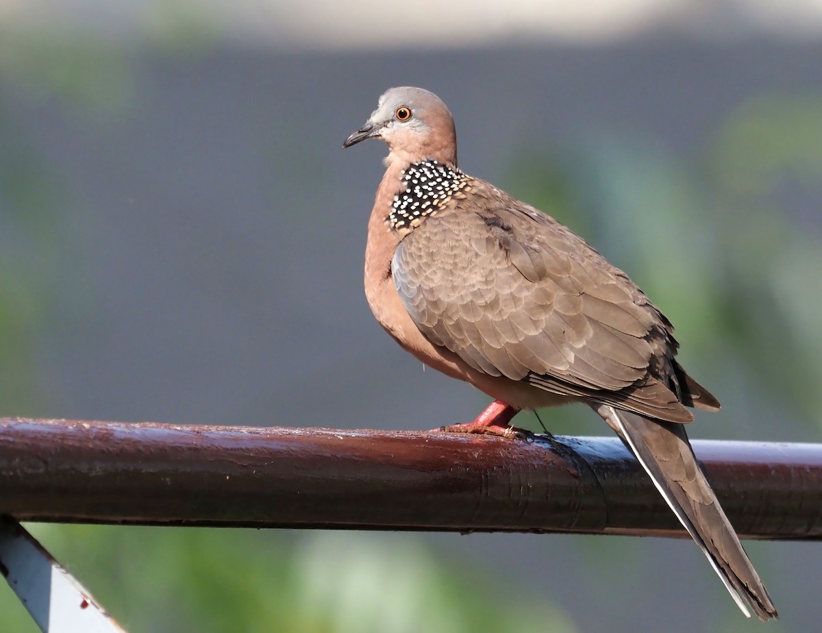 Spotted Dove - Konstantin Akmarov