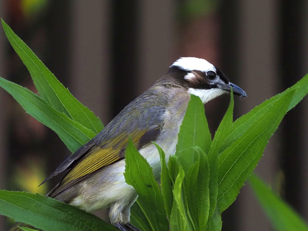 Light-vented Bulbul - Konstantin Akmarov