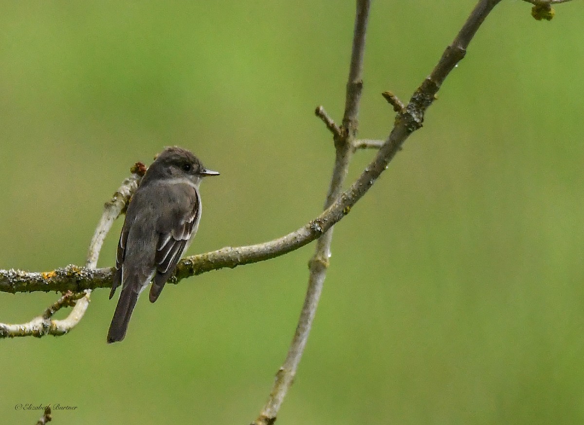 Western Wood-Pewee - Libby Burtner